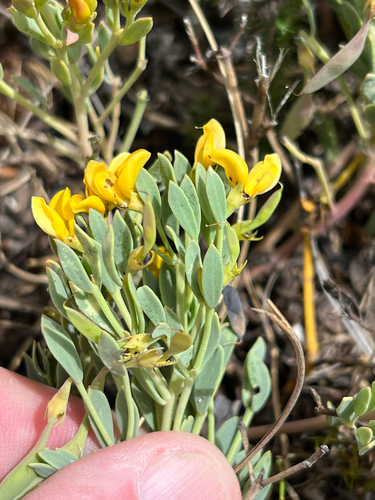 Cape Widowpea (Rafnia capensis)