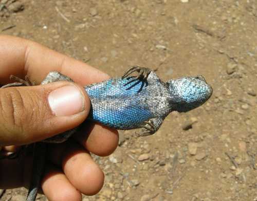 Island Fence Lizard