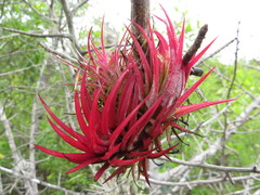 Tillandsia ionantha