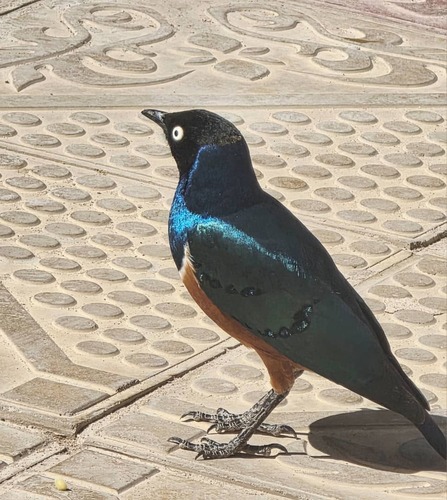 Superb Starling