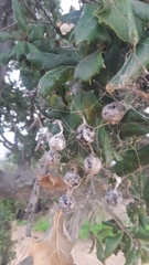 Mastophora cornigera