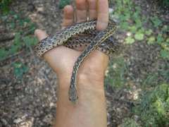 Pituophis catenifer pumilus