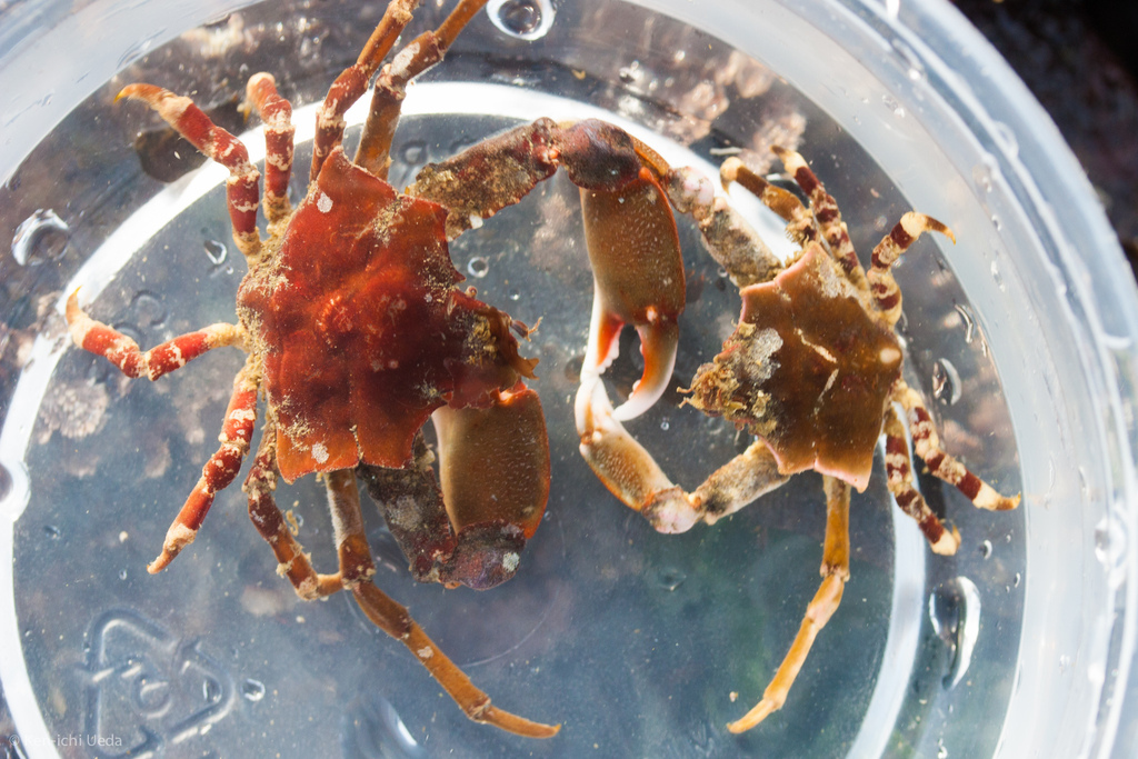 foliate kelp crab