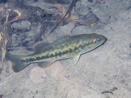 Florida Bass, Suwannee County, FL, USA, photo 5 of 10