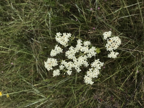 Image of Sabatia macrophylla by (c) Brandon Corder, some rights reserved (CC BY)
