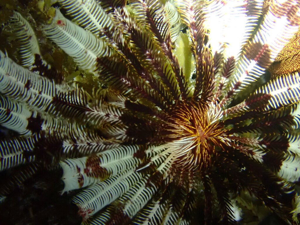 Stephanometra tenuipinna