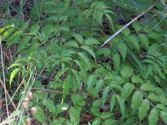 Podranea ricasoliana