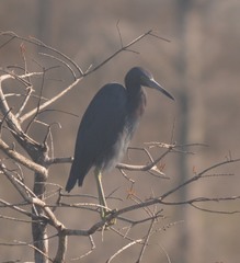 Egretta caerulea
