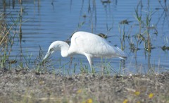 Egretta caerulea