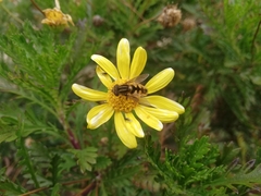 Dolichogyna chilensis