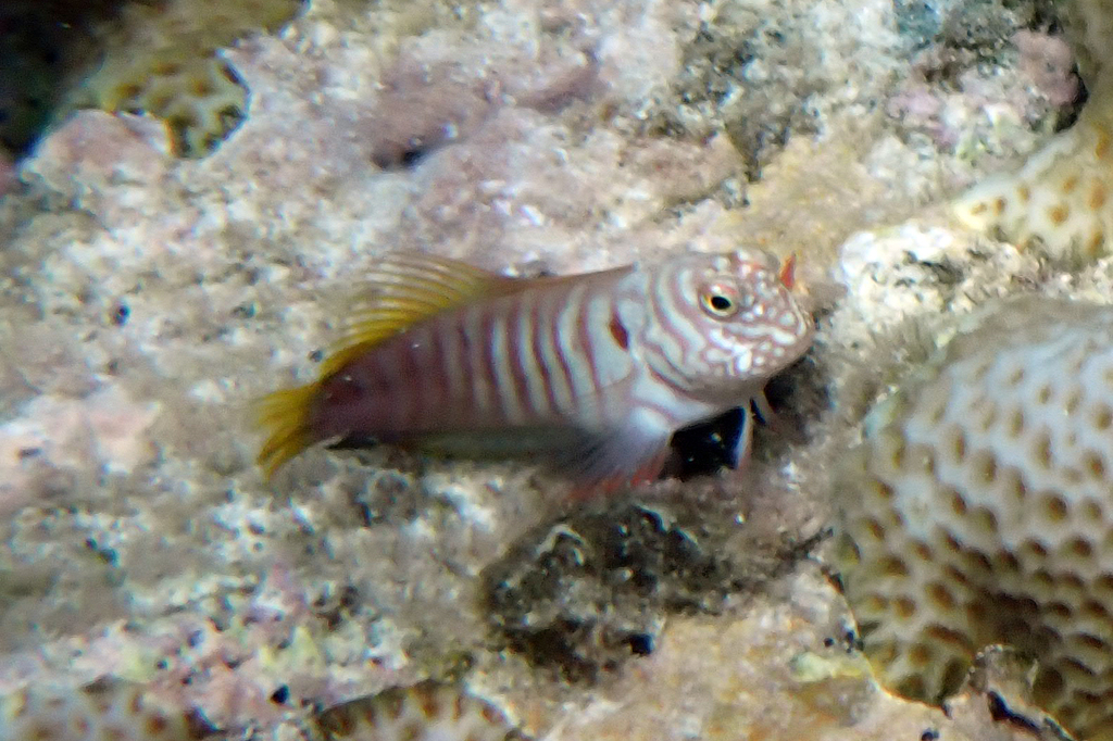 Barred blenny (Cirripectes polyzona) — Blenniidae