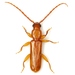 Flat Oak Borer - Photo (c) Mike Quinn, Austin, TX, some rights reserved (CC BY-NC), uploaded by Mike Quinn, Austin, TX