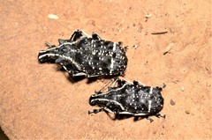 Tophoderes frenatus