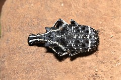 Tophoderes frenatus