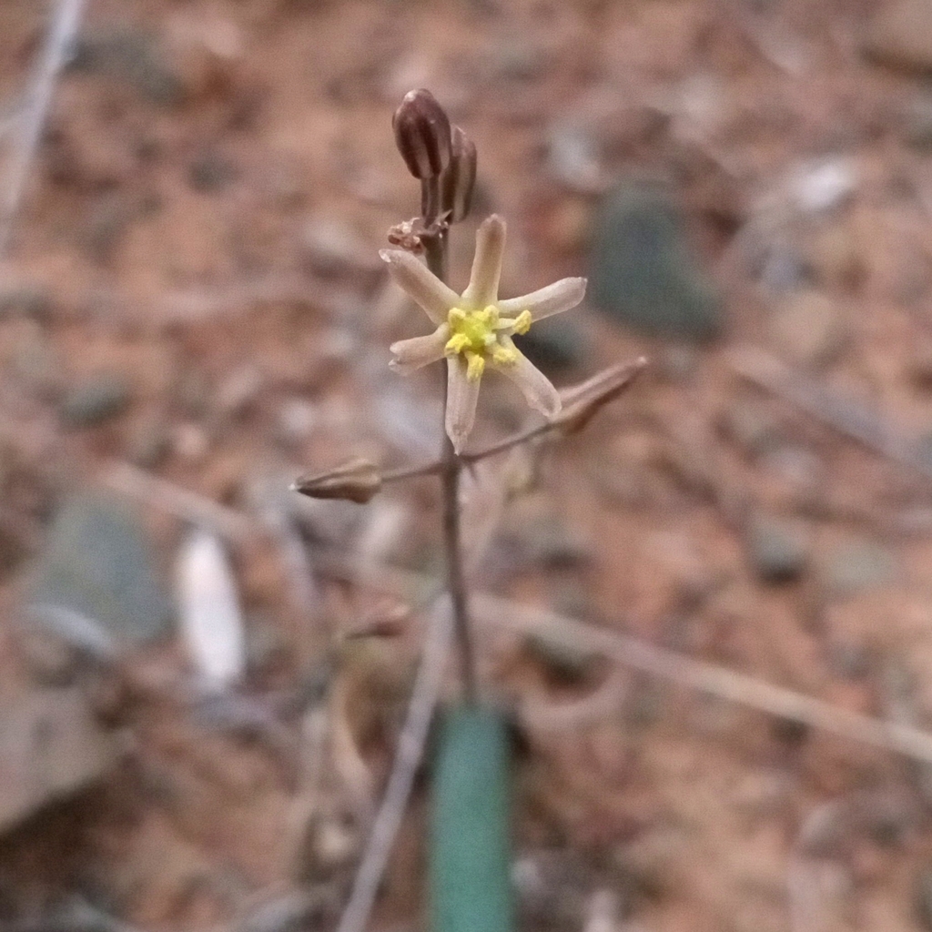 Drimia anomala, Makana Local Municipality, South Africa