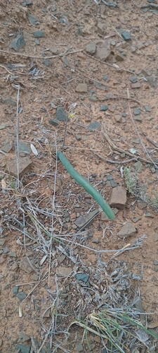 Drimia anomala
