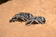 Tophoderes frenatus