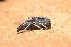 Tophoderes frenatus