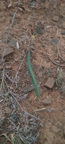 Drimia anomala