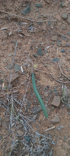 Drimia anomala