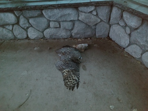 iNaturalist observation 2025-11-27