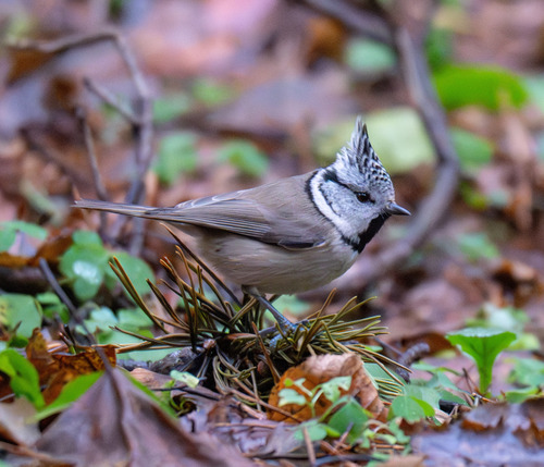 Herrerillo capuchino (Lophophanes cristatus)
