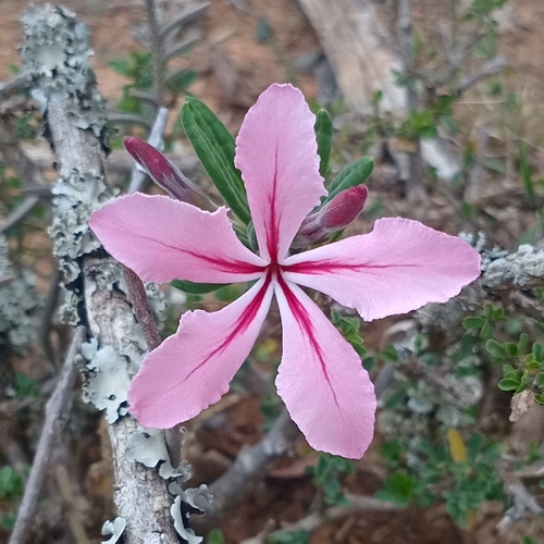 kambroo (Pachypodium succulentum)