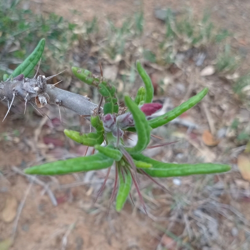 Pachypodium succulentum