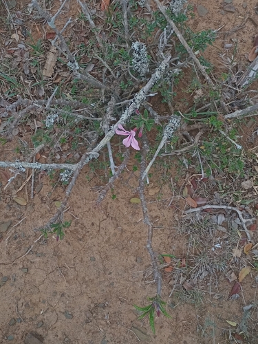 Pachypodium succulentum
