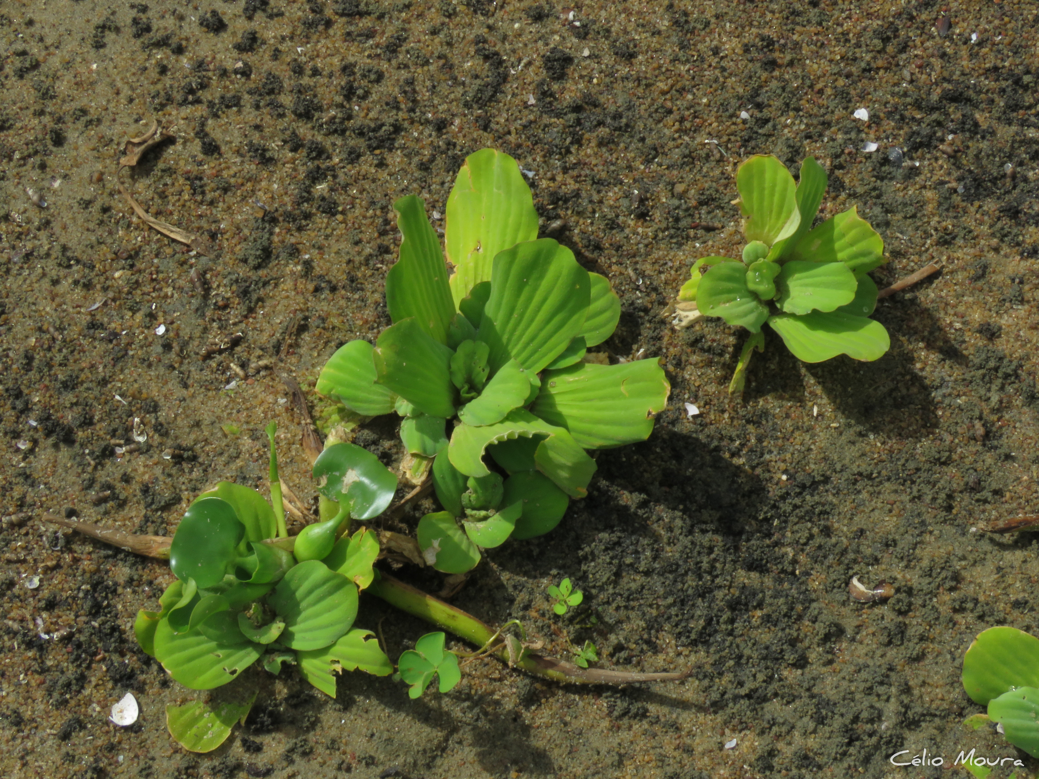 Pistia stratiotes