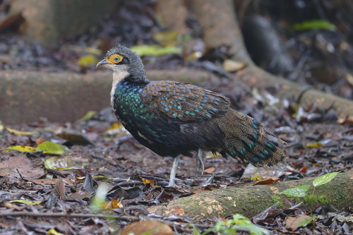 Bornean Peacock-Pheasant (Polyplectron schleiermacheri), photo 5