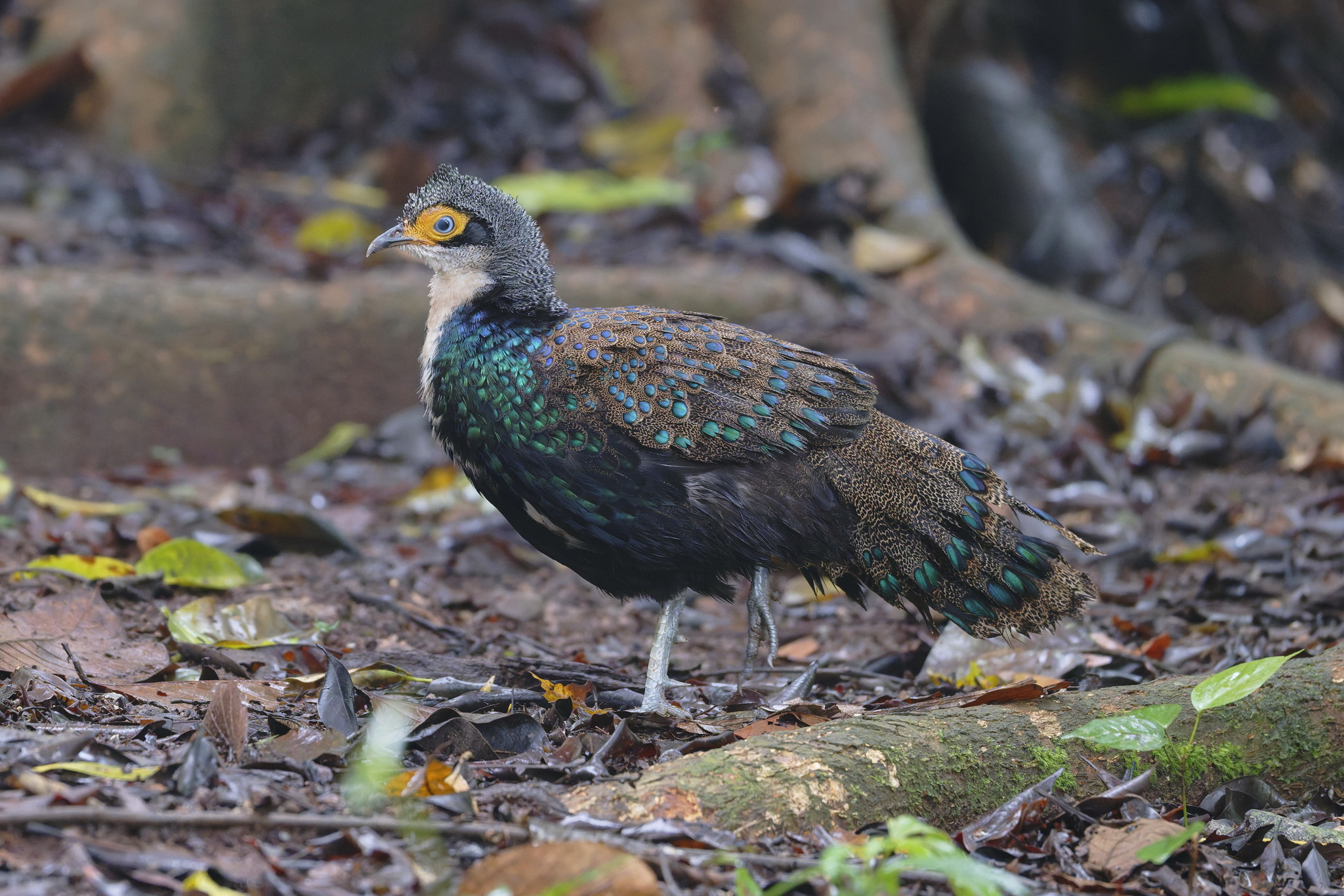 Bornean Peacock-Pheasant (Polyplectron schleiermacheri), photo 4