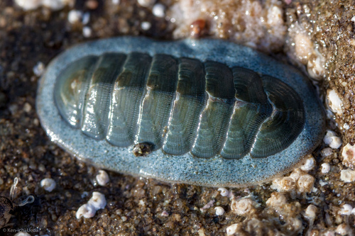 Ischnochitonidae