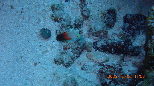 Nemateleotris magnifica
