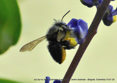 Megachile amparo
