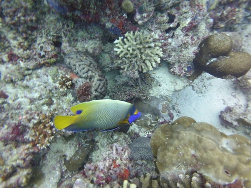 Blueface Angelfish — seen at this dive site