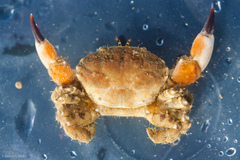 Lophopanopeus bellus