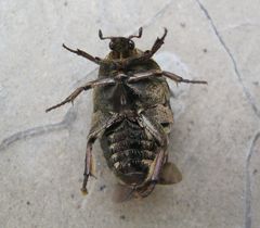 Protaetia fusca