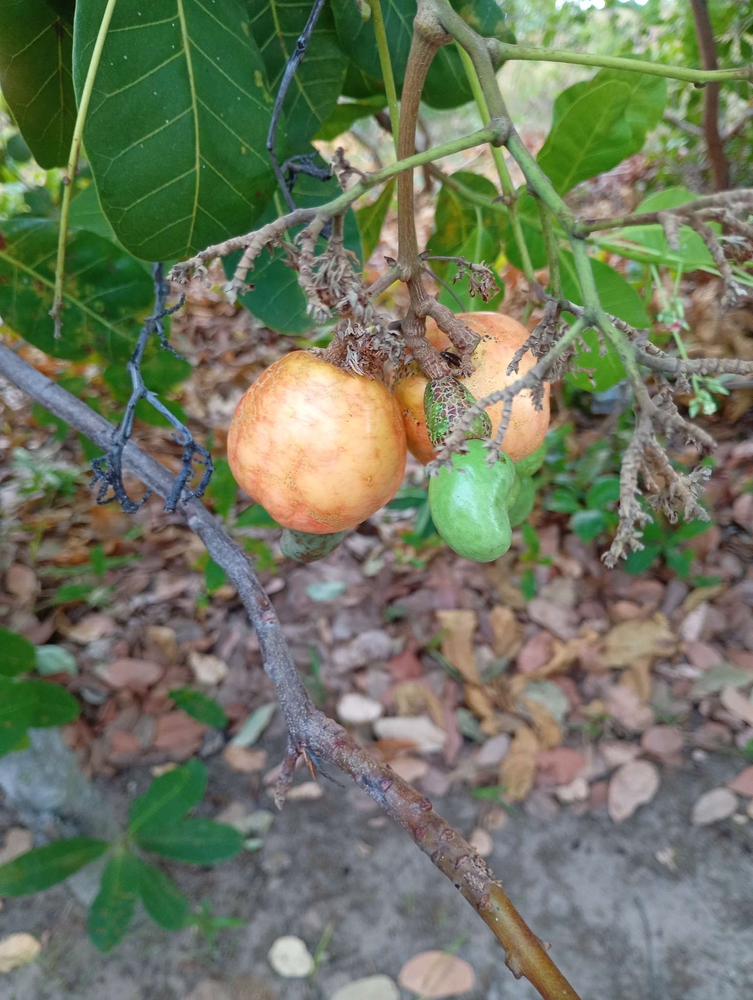 Anacardium occidentale