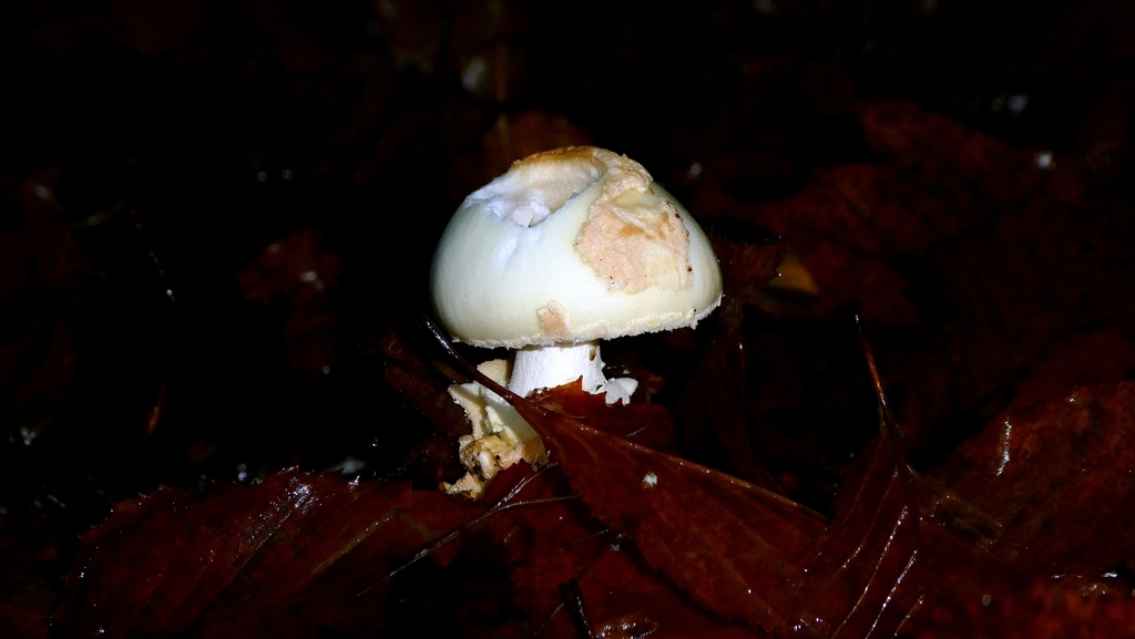 Amanita citrina · December 2025 · photo: © patricklm35 (iNaturalist, cc0)
