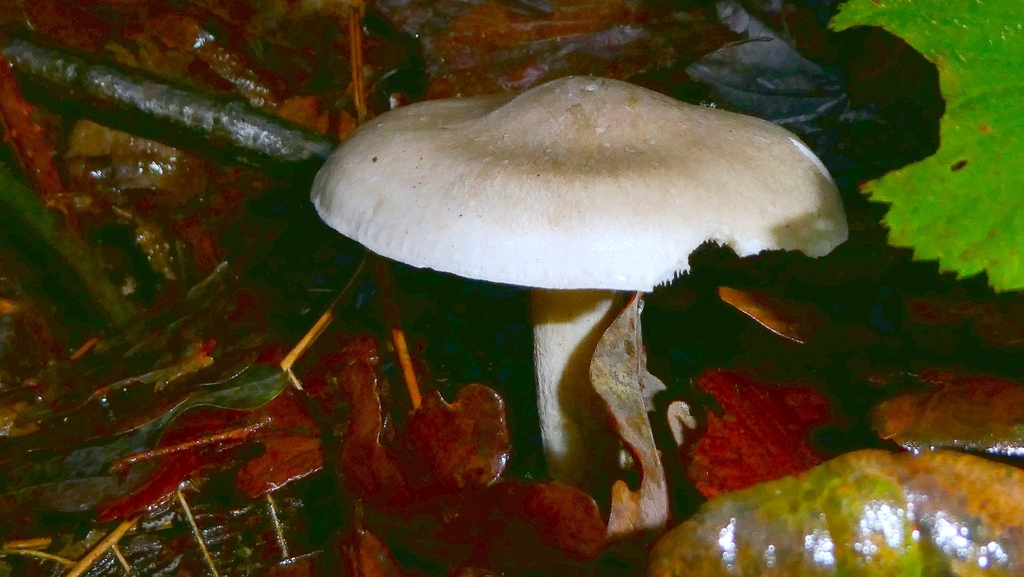 Clitocybe nebularis · December 2025 · photo: © patricklm35 (iNaturalist, cc0)