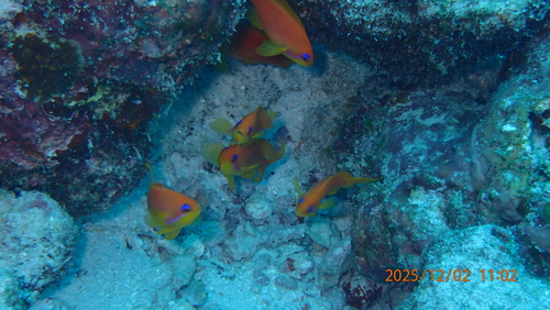 Pseudanthias squamipinnis