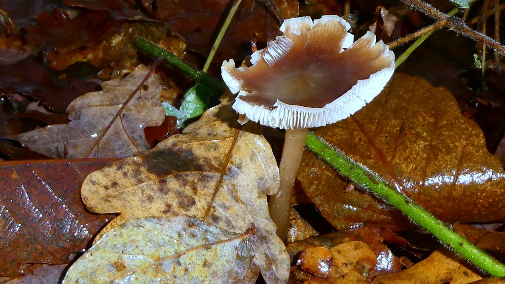 Rhodocollybia asema · December 2025 · photo: © patricklm35 (iNaturalist, cc0)