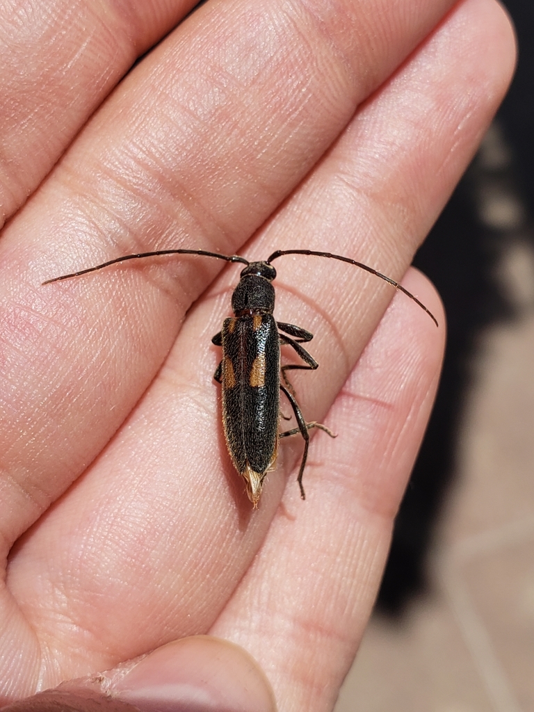Achryson maculatum