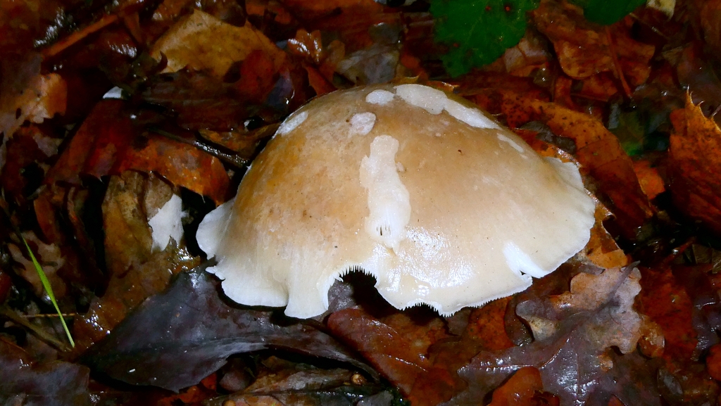 Clitocybe nebularis · December 2025 · photo: © patricklm35 (iNaturalist, cc0)