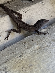 Anolis sagrei