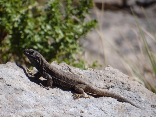 Buerger's Tree Iguana, Liolaemus buergeri