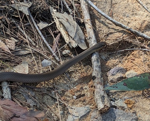 Marsh Snake sighting