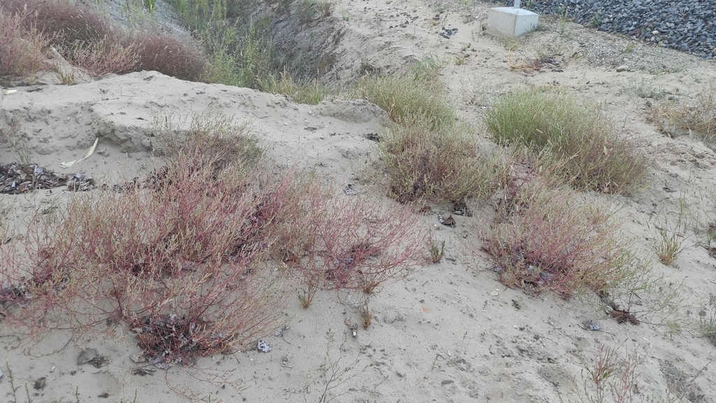 Corispermum canescens