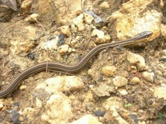 Thamnophis proximus rutiloris